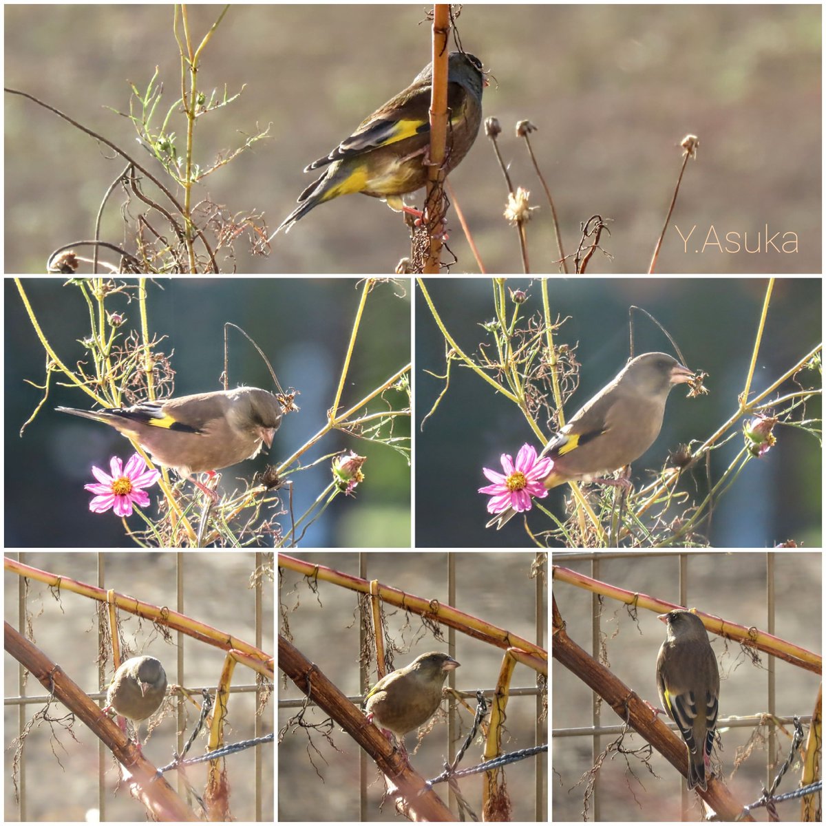 yumeasutw's tweet photo. モグモグタイム🐦️🐦️🐦️🐦️💛
🌬️西風が吹き抜ける冷えた朝☀️
久しぶりにチームカワラヒワが
やって来ました🎵
#コスモス に群がり
美味しそうに啄んでいます🌼
#カワラヒワ にもコスモスの種は
大好評です😋
#河原鶸 #Oriental_Greenfinch
#野鳥 #bird
#秋桜
#庭花 #花
#a2021 #a1124 #a202111 https://t.co/nLS56BYLZW
