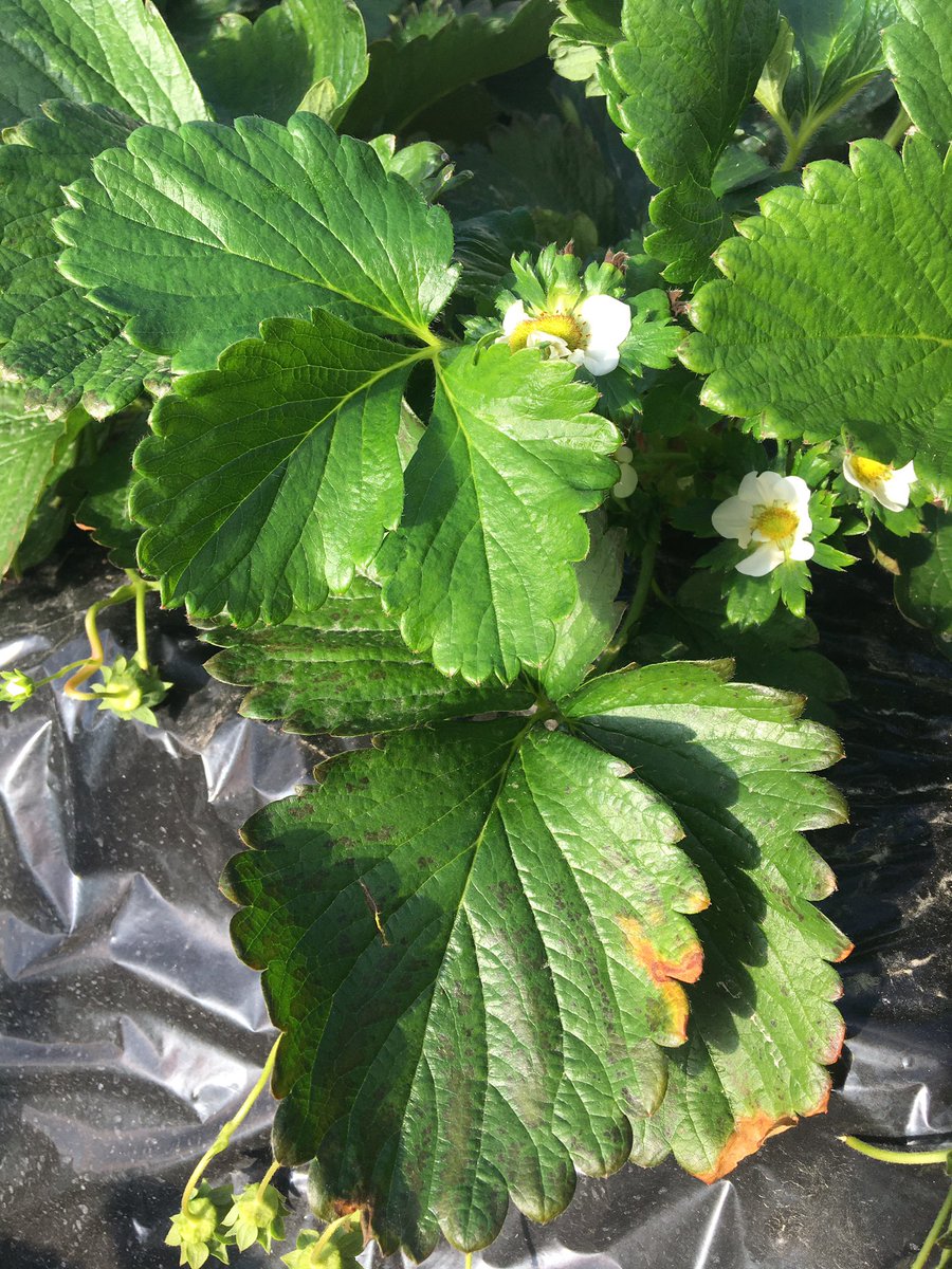 ViQooberry's tweet photo. 次の花芽が上がってきているところがちらほら。クリスマスに間に合うか⁉︎ https://t.co/fefqtRm26v