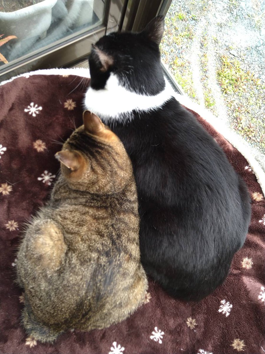 にゃんくるわんくる御殿場 里親通信 (@nyancle_wancle) / Twitter