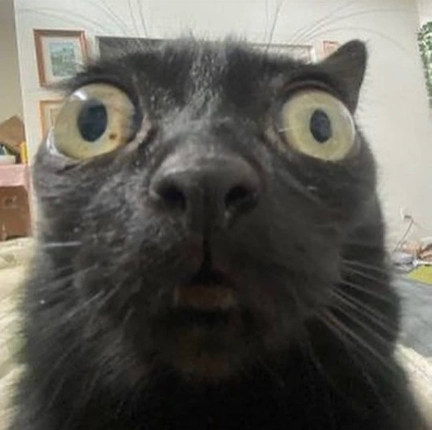 Shocked Black Cat Meme