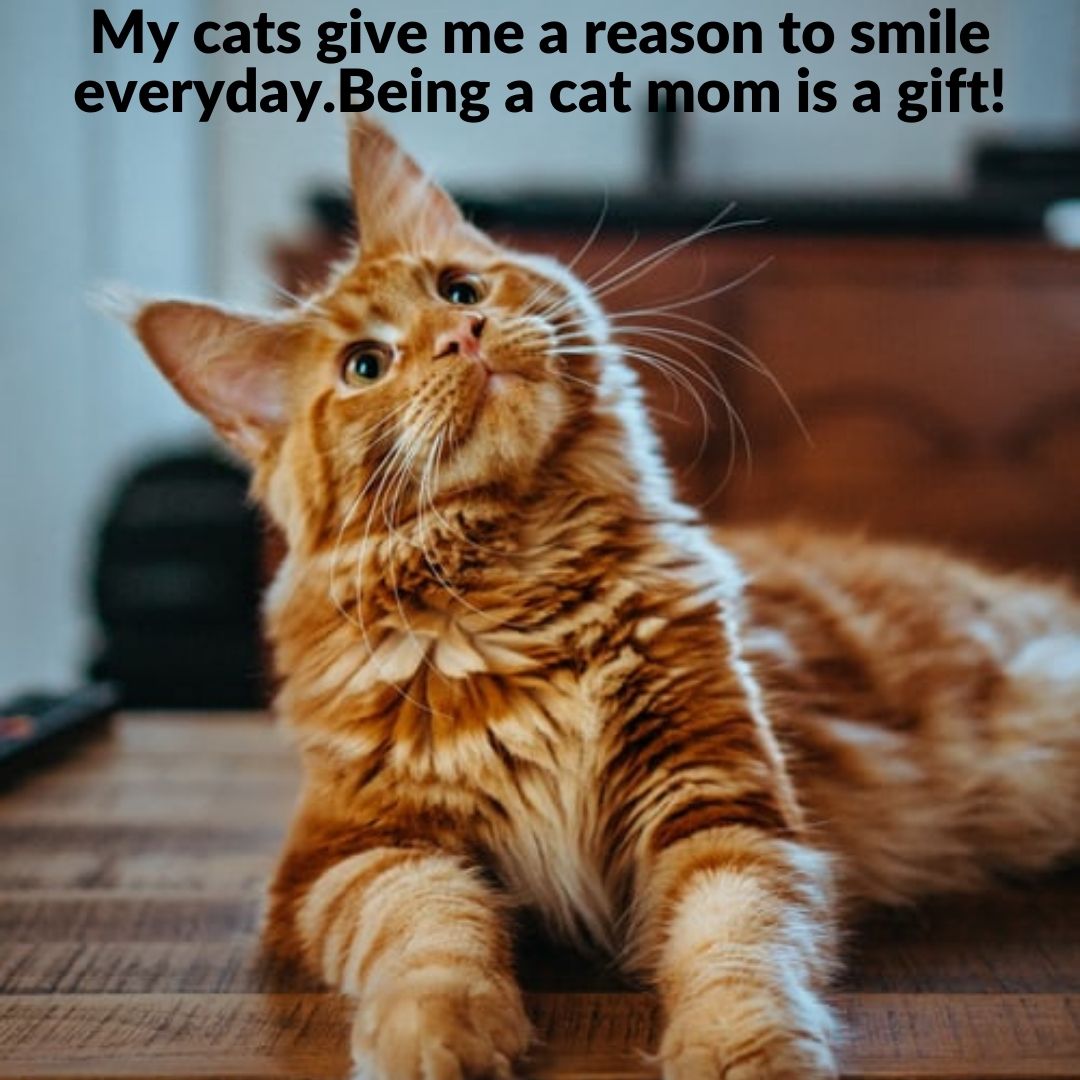 My cats give me a reason to smile everyday. Being a cat mom is a gift!  #catlovers #cats #cat #of #catlife #catlover #catoftheday #meow #kitten  #kittens #kitty #pets #pet #catlove #world #cute #, image size:1080x1080