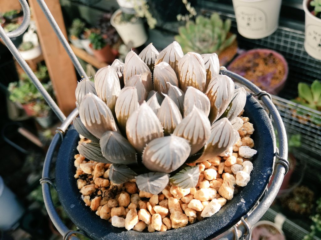 تويتر オギナミ على تويتر 我が家のブラックオブツーサという多肉植物 すこし半透明で綺麗な子 T Co Mmn6namaqi