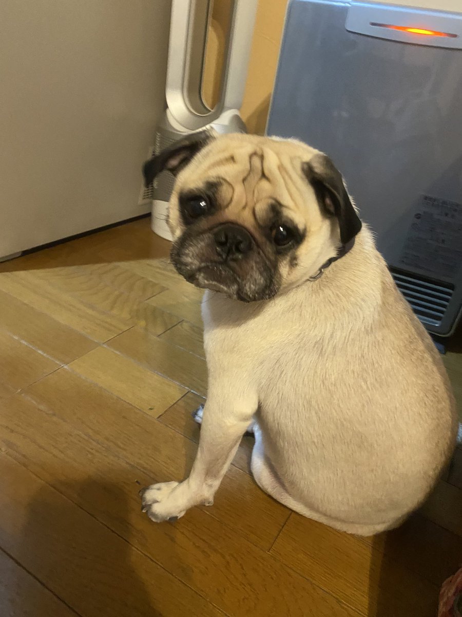 パグのぺったん Pugsasami Twitter