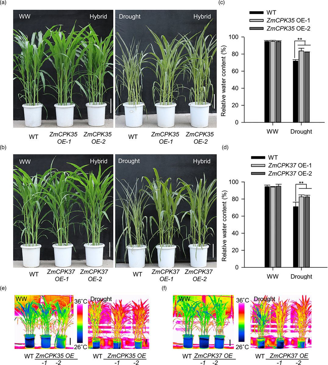 This #PBJ study demonstrates crucial role of ZmSLAC1 in stomatal closure in #maize, regulated by ZmCPK35 and ZmCPK37, and their expression level elevation can improve drought tolerance as well as reduce yield loss.  onlinelibrary.wiley.com/doi/10.1111/pb…