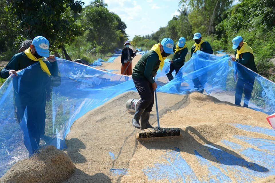 why_thahan's tweet photo. ช่วยตาก ช่วยขน ลดต้นทุนการผลิต💪🌾

✨💂🏻‍♂️ฉก.ทพ.26 ช่วยเหลือพี่น้องชาวนาในพื้นที่ อ.ละหานทราย จ.บุรีรัมย์ ในการตากข้าวลดความชื้น และขนข้าวขึ้นยุ้งฉาง🌾เพื่อช่วยลดต้นทุนค่าแรงงาน บรรเทาความเดือดร้อนเนื่องจากราคาตกต่ำ

#ทหารมีไว้ทำไม https://t.co/g4wjckYjKJ