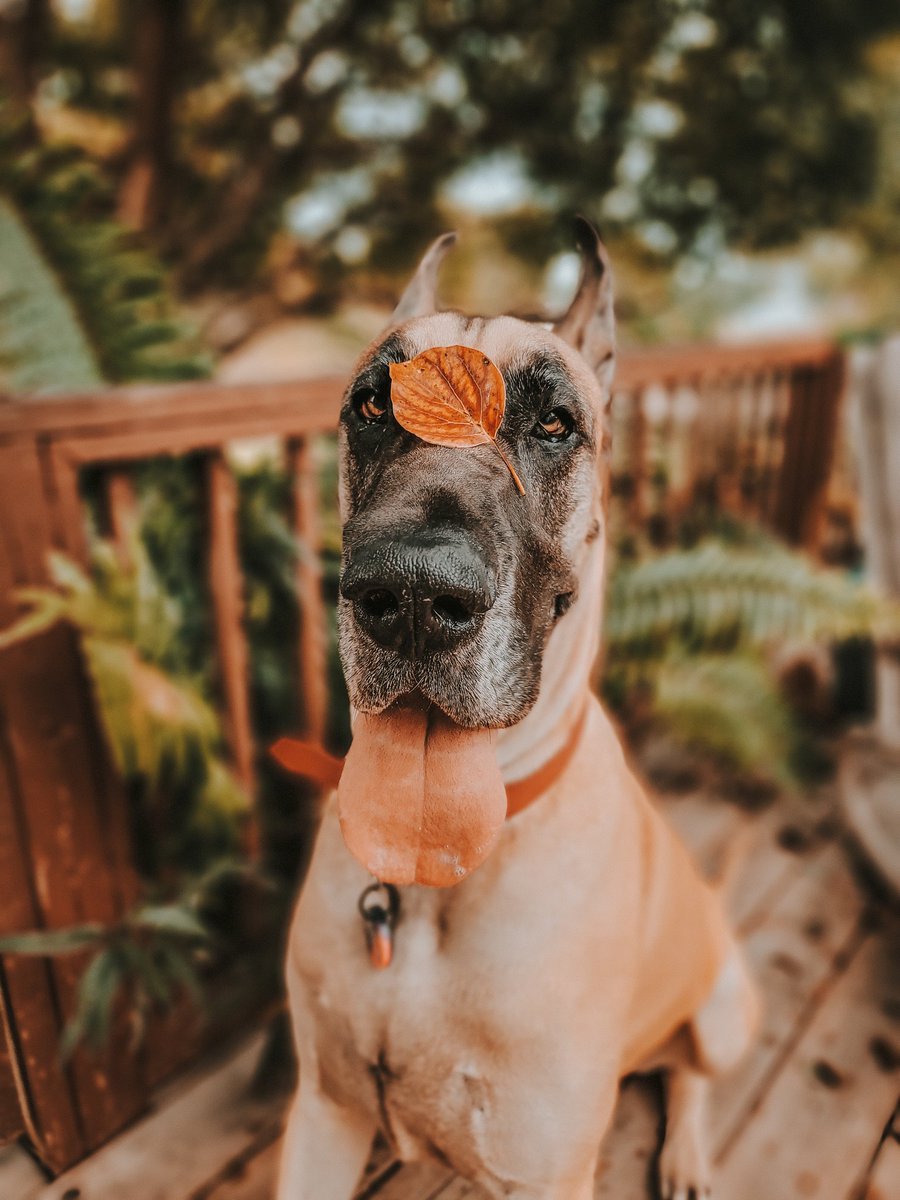 Autumn leaves & pumpkin please.🍁
Grateful is a happy place to be. 🌾🦃
#thankfulgratefulblessed #givethanks #letsgetbasted #feastmode #harvestblessings #fallingforyou #autumnleaf
🔸️
@dog_rates @dogcelebration
🔸️
#greatdane #fawngreatdane #RipleyTheFawnDane #dogsoftwitter