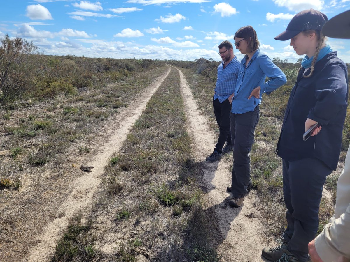 MVLizards's tweet photo. Great pics coming in from the field team today. Research on reptiles and invertebrates in the Little Desert. Sleepy lizard strolling down the track? And a handsome Painted Dragon. Thanks for the photos @bec_rose5 @museumsvictoria @Claire_A_McLean @Jaclyn__Harris @arachno_joe https://t.co/jJchnHplhX