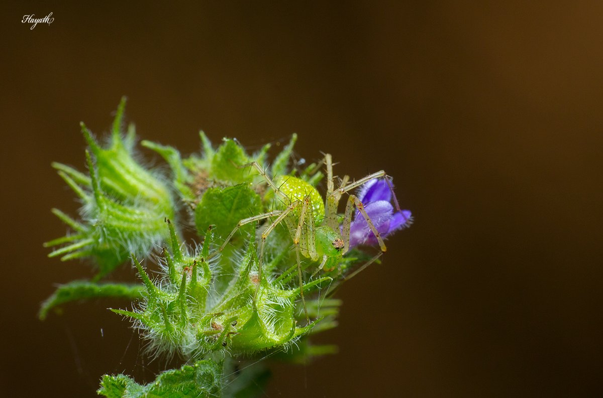 cwsindia's tweet photo. Can you spot the Lynx spider here? One genera of these gorgeous arachnids, the Oxyopes, pick flowers as their ambush zone, nabbing pollinating insects such as bees, flies and other insects.The perfect hiding spot! 

PC: Hayath Mohammed 

#cwsindia #macrophotography https://t.co/74f9dMokVZ