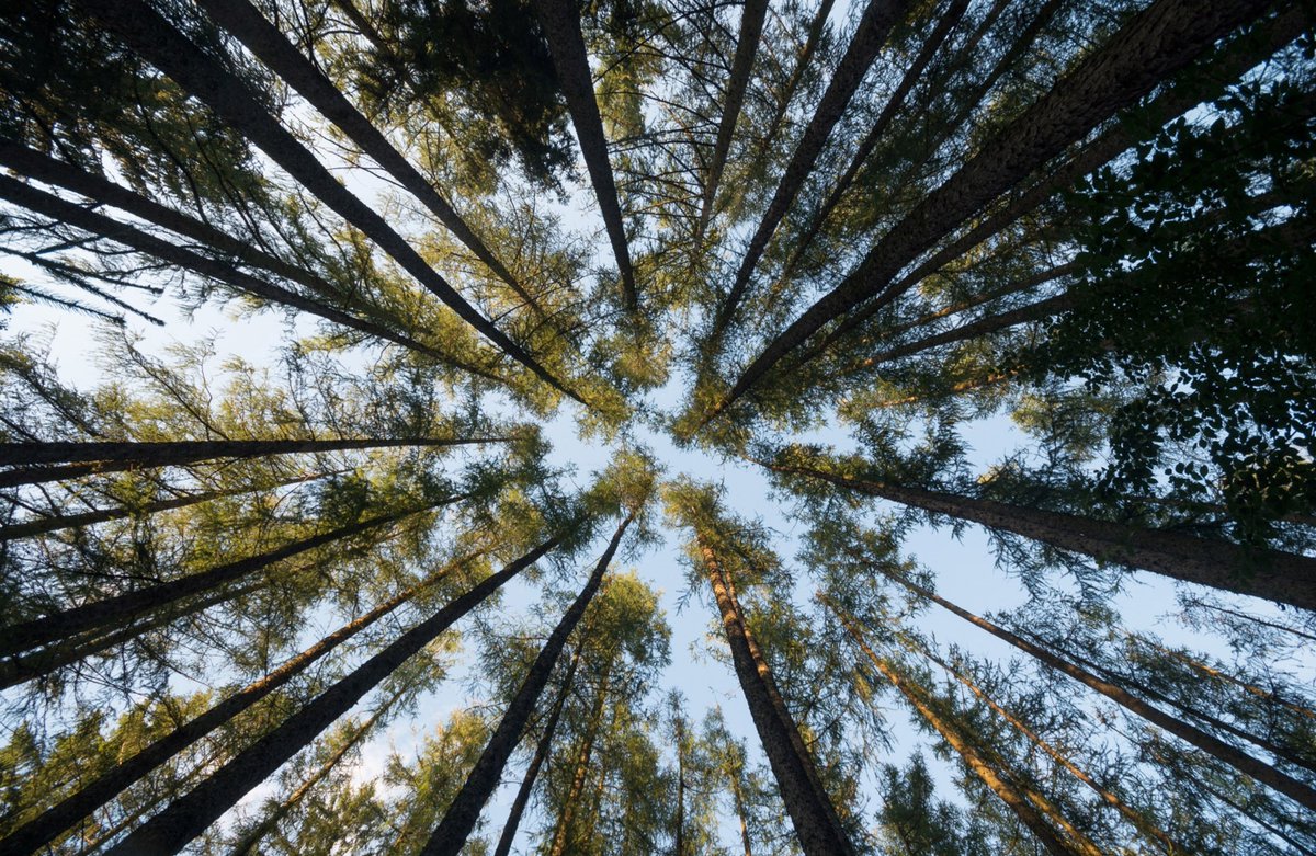 UNECE's tweet photo. The #FutureofForests is circular. The forestry industry is well positioned to embrace a circular bioeconomy to promote sustainable patterns of production+consumption
Learn more in @UNECE/@FAO's Circularity Concepts in Forest-Based Industries report https://t.co/FL4AbGtUqX
๐ธ:@FAO https://t.co/0OFjB2FPSL