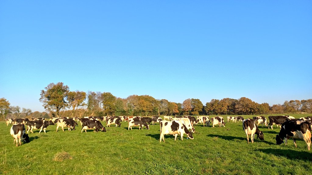 C'est pas le printemps mais ça y ressemble 😅

#bretagne #FrAgTw #CeuxQuiFontLeLait