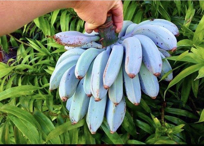 Какие бывают бананы. Голубая Ява банан. Голубые бананы сорт голубая Ява. Бананы Блю Ява. Айс-Крим банан сорт.