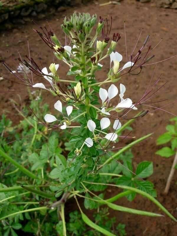 ZimViral's tweet photo. What do you call this one in your home area__________ https://t.co/aEHabplsoN
