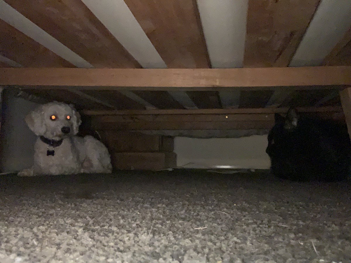 mimbles's tweet photo. Thunderstorms, bringing together even sworn enemies through the desperate need to hide under the bed. #cuddlebugkiri #matildaekaterin (Jarvis and Sebastian are utterly unbothered.) https://t.co/QBp71y35h2
