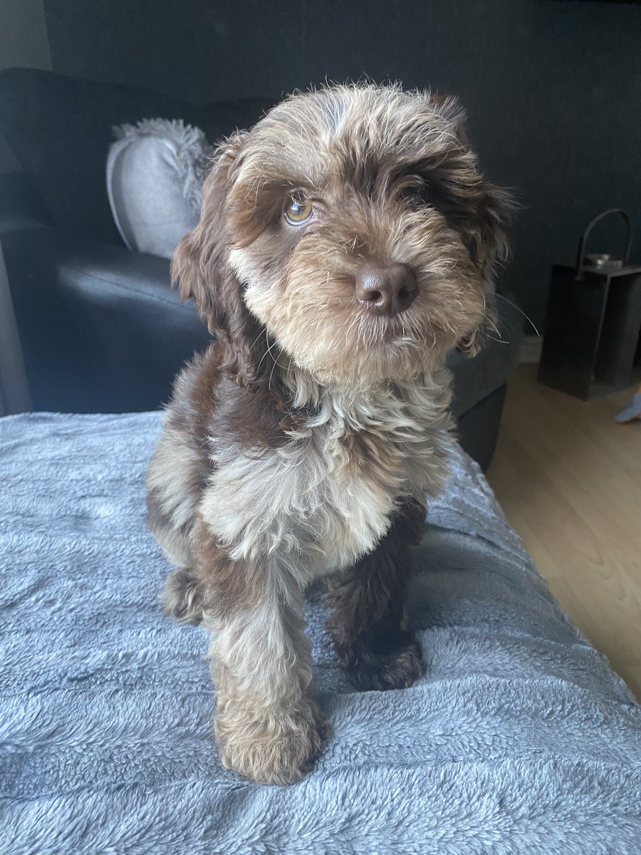 zoef16's tweet photo. @thismorning @drscottym This is Milo, our 12 week old Cockapoo ❤️🐶 https://t.co/r5qfIdKruT
