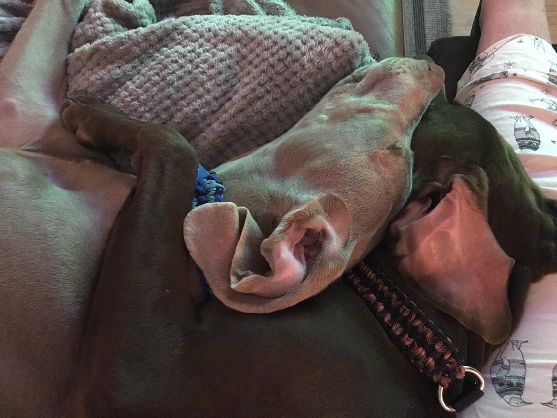 CezzaMill's tweet photo. @thismorning @drscottym Our 6month Weim pup Sulley having a cuddle with our lovely Vinnie #ThisMorning https://t.co/EyB1tjvsRL
