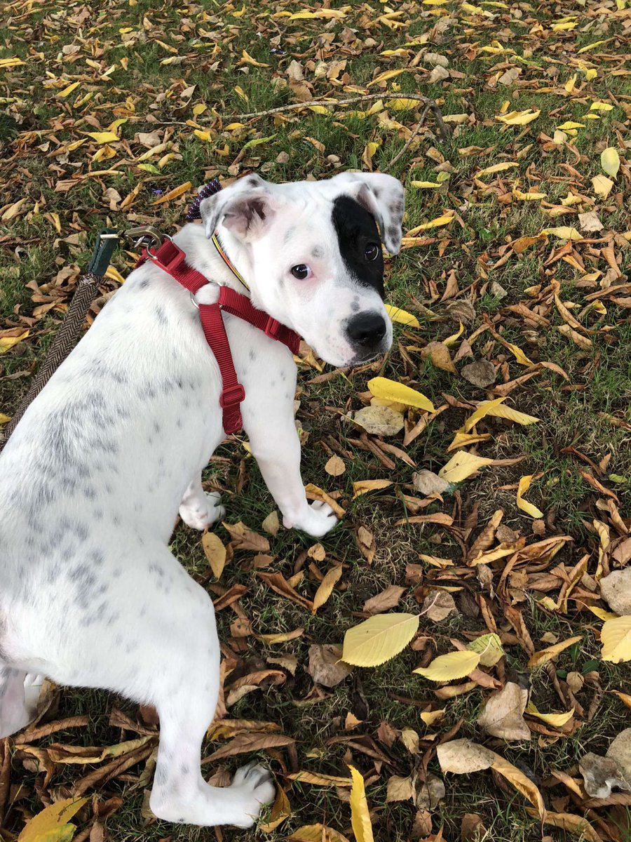 Cross15_lou's tweet photo. @thismorning this is my 5 month old puppy Ronnie. He is a Staffy X Shar pei X American bulldog…quite a mix I know! His nickname is “little monster”
I would like some advice, he is a bit mouthy towards other dogs (he is ok with our other dog Reggie) and I am unsure how to stop it https://t.co/cPIvGgXDPb