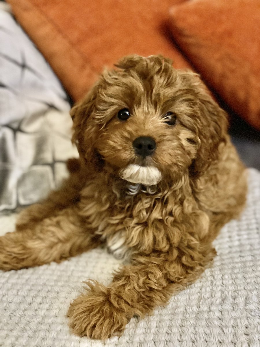 SadieG28's tweet photo. @thismorning Our little Millie 13 weeks 🎀🐶#cavapoo #ThisMorning #puppylove https://t.co/rpZcT6yitb
