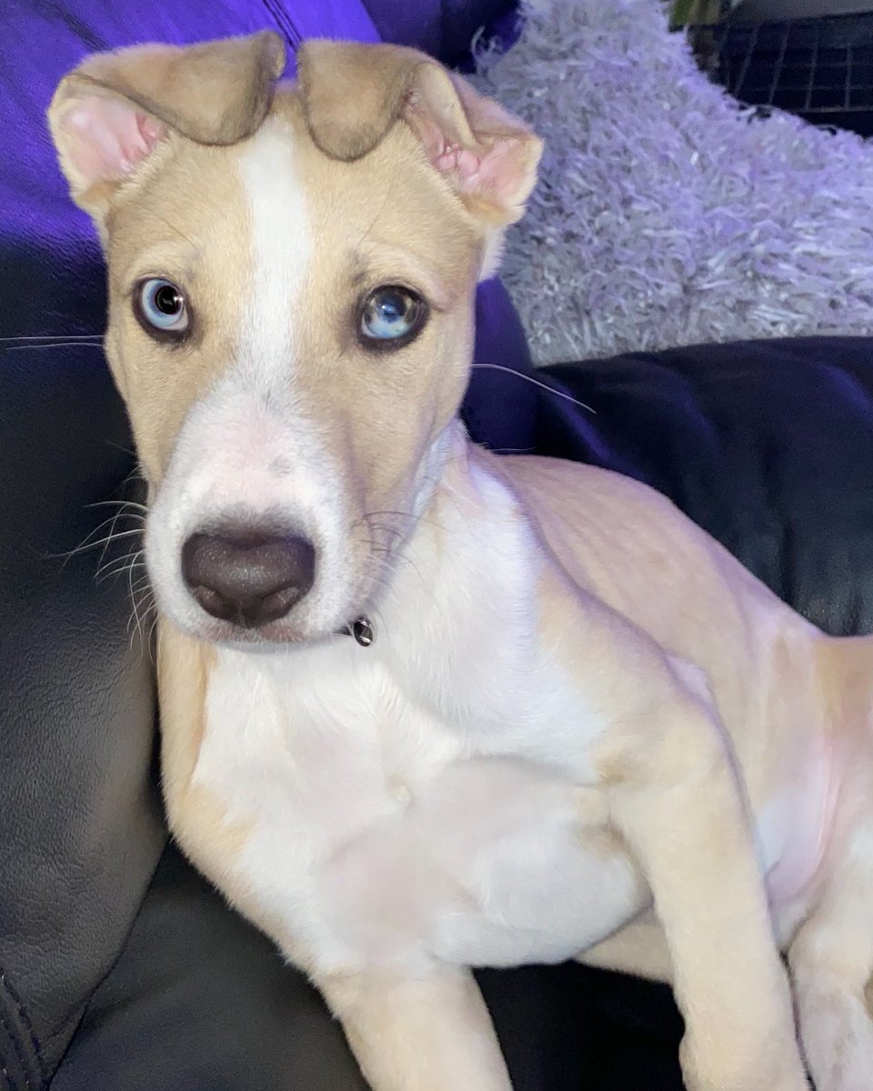 12debsaunders's tweet photo. @thismorning This is Frankie Saunders whippet x collie, my handsome but extremely hectic little boy!! ❤️🐶 https://t.co/hRhOgB5RLA