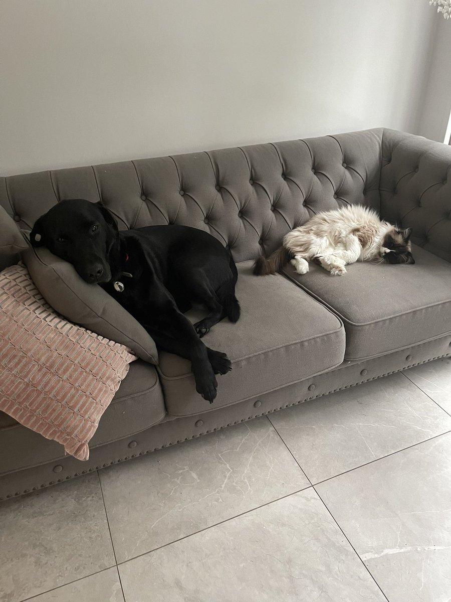 FrancescaMinix's tweet photo. @thismorning Hi Holly,  your puppy is absolutely beautiful and so well behaved 🥰. We have a five year old Labrador, Harvey and a 7 year old Ragdoll cat called Simba ….they are best friends 🥰 https://t.co/ywjObHZHSr