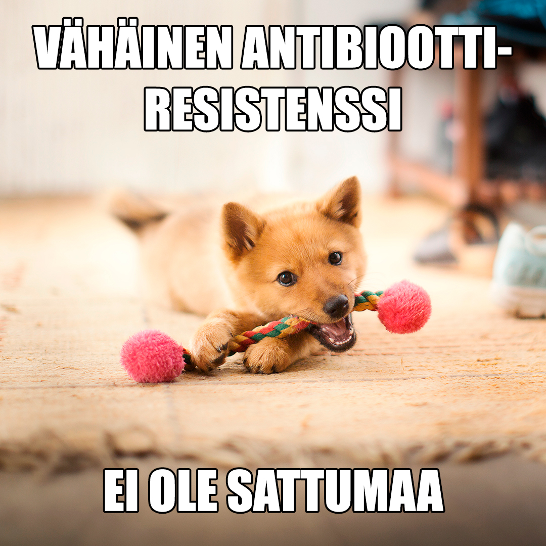 Vähäinen #antibioottiresistenssi ei ole sattumaa: oikean diagnoosin ja hoidon löytäminen on tärkeää myös turhien #antibiootti'hoitojen välttämiseksi. Lue @HelsinkiUni'n eläinsairaalan Jenni Sukuran blogi lemmikkien virtsatietulehdusten hoidosta. ruokavirasto.fi/viljelijat/ela… #EAAD