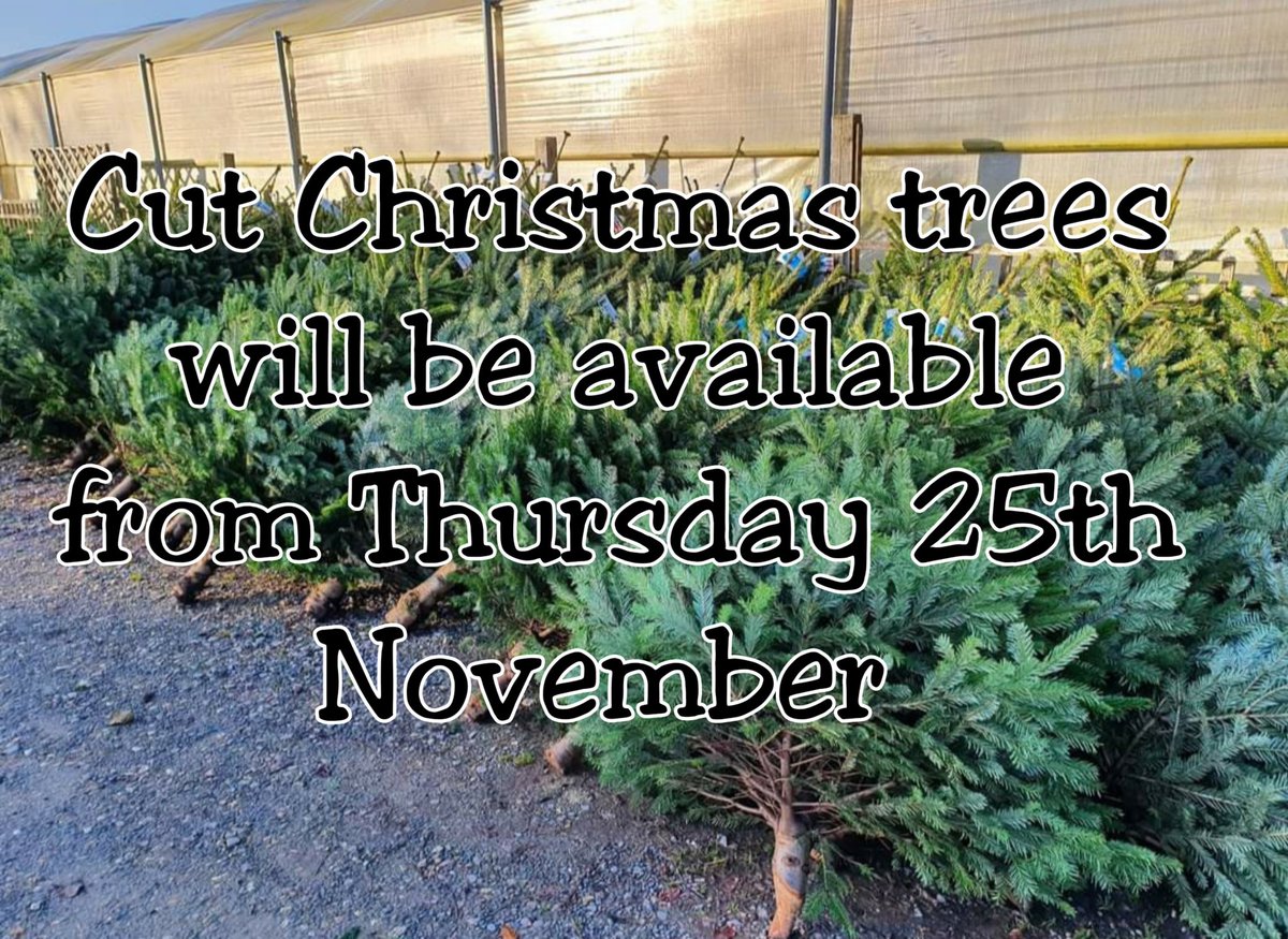 WyattsGarden's tweet image. 🎄🌟 NEWS FLASH 🌟🎄
Our Cut Christmas trees are being delivered today and will be available to buy tomorrow! 
Don't forget £1 from every Christmas tree we sell will be donated to @SHN_FundRaising