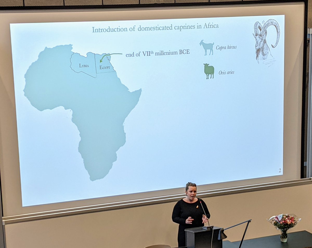 "...she will put the sheep on her right and the goats on her left"
@loulemeillour  of <a href="/GLOBE_UCPH/">Globe Institute</a> sorting African sheep from goats using #palaeoproteomics  at the 5th Science and Archaeology Seminar.