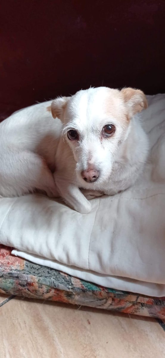 Se ha perdido esta perrita 🐶 por las inmediaciones de la Ctra. De Alcantarilla, zona de Puebla de Soto.

Atiende al nombre de Dulce, es blanca, cola cortita,  orejas y cola de color marrón

Si lo ves, por favor, ponte en contacto con nosotros. 📞092

¿Nos ayudas con tu retuit?