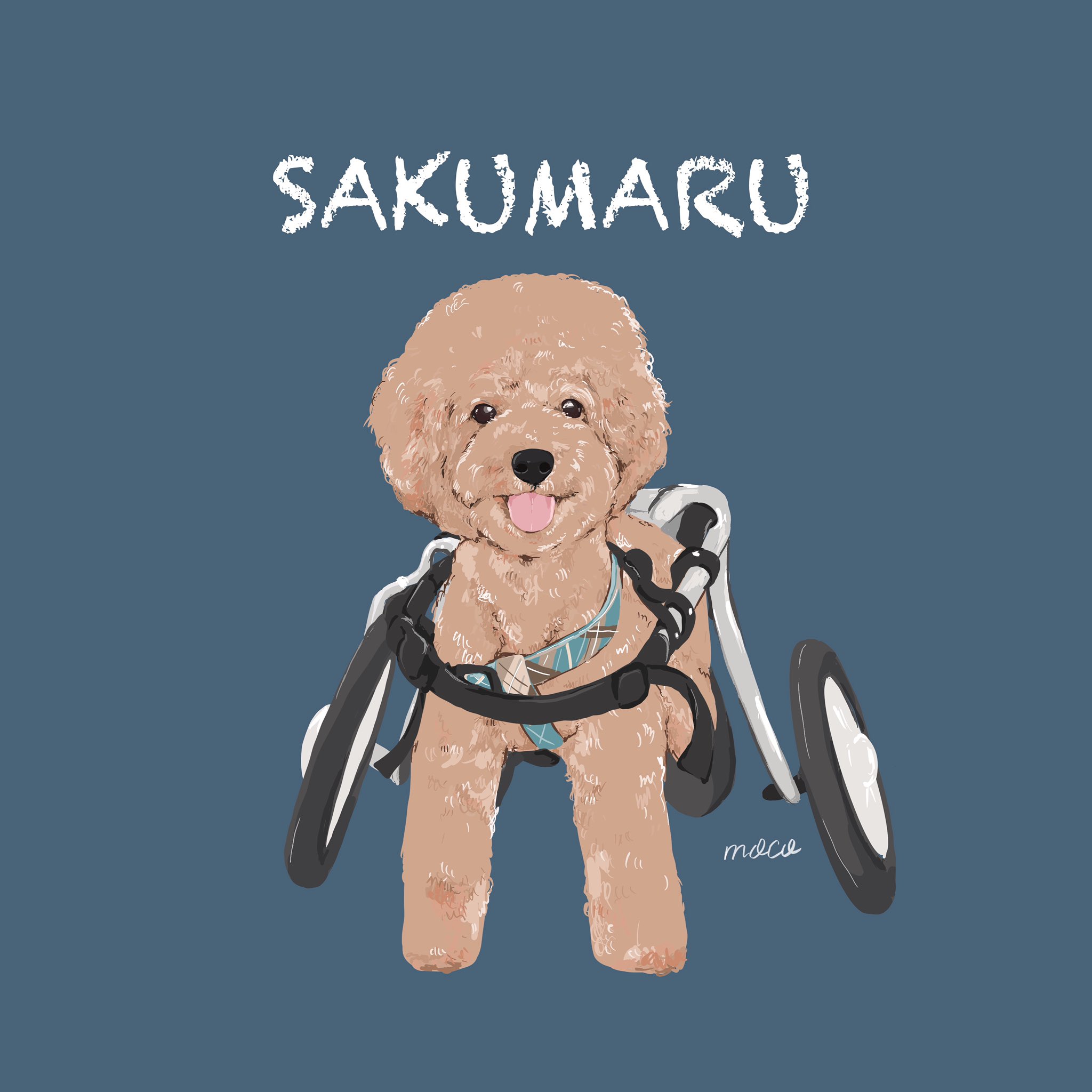 さくまる 車椅子トイプードル Sakumarupoodle Twitter
