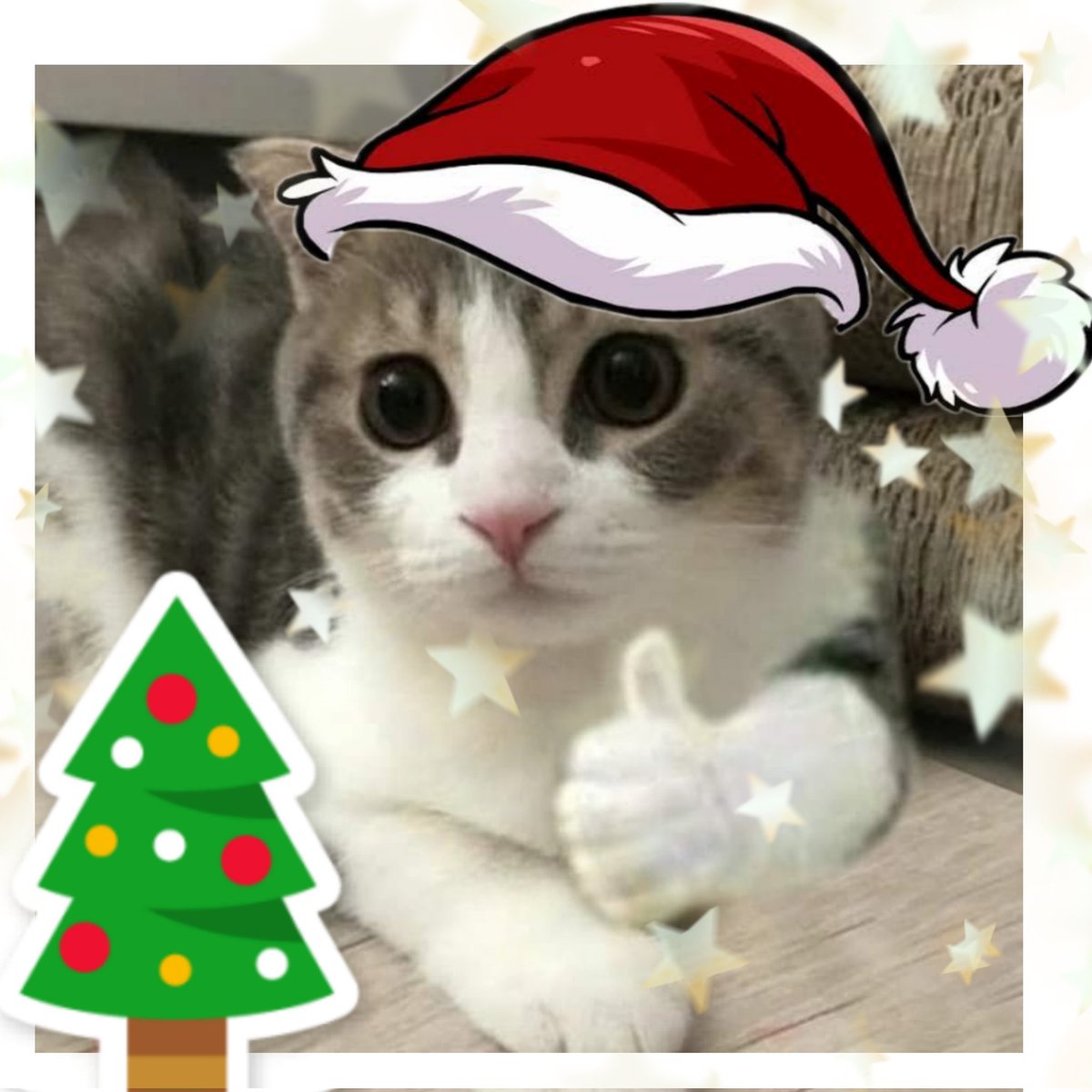aleapol9's tweet photo. Ya se empieza a sentir el espíritu Navideño 🌲❤🌟
#Navidadkenini #keninis #perrinis #gatinis #negocinis #numerinis
JAKAJAK los tqm https://t.co/ANGUVcm2SP