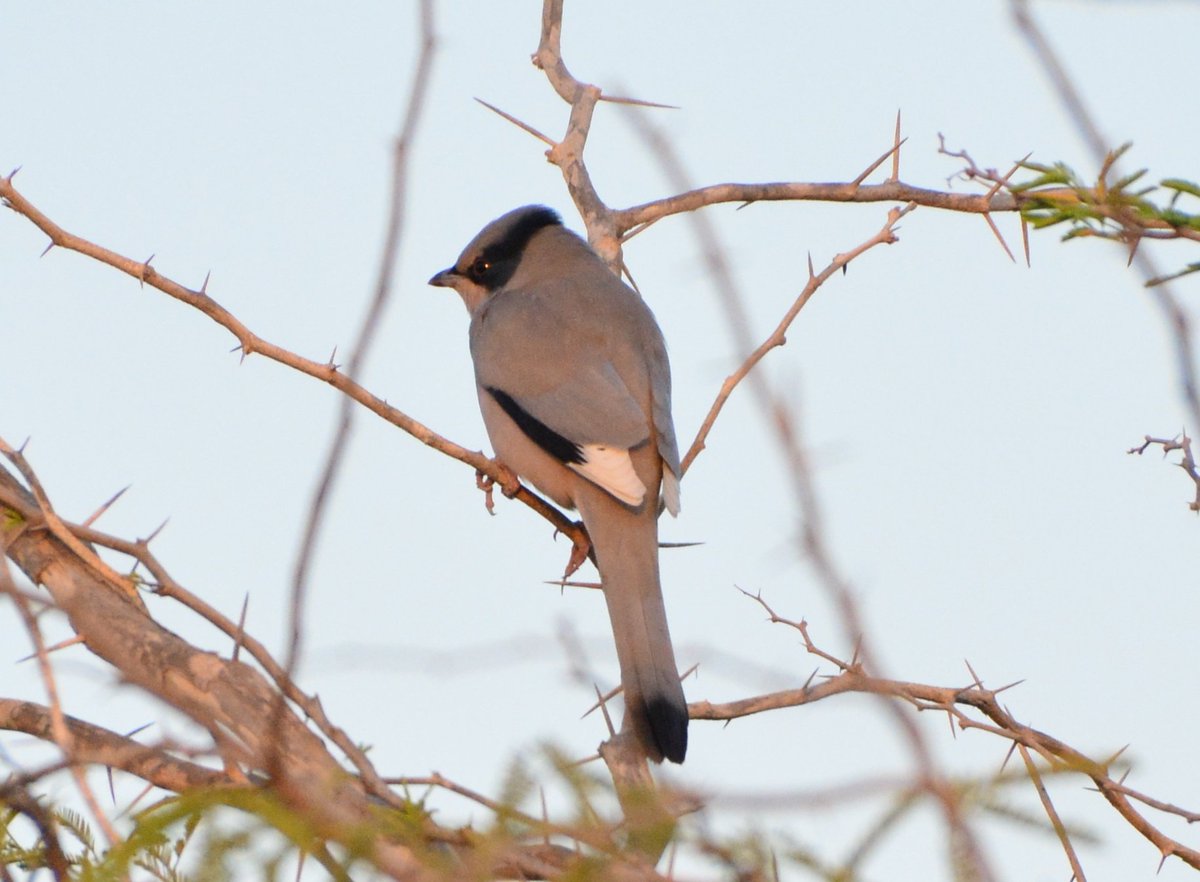 fcozdal's tweet photo. Our usual winter visitors, Hypocolius seen many at Jasra. #BirdsofBahrain #birdwatching #BirdsSeenIn2021 https://t.co/80fBPBvrBt