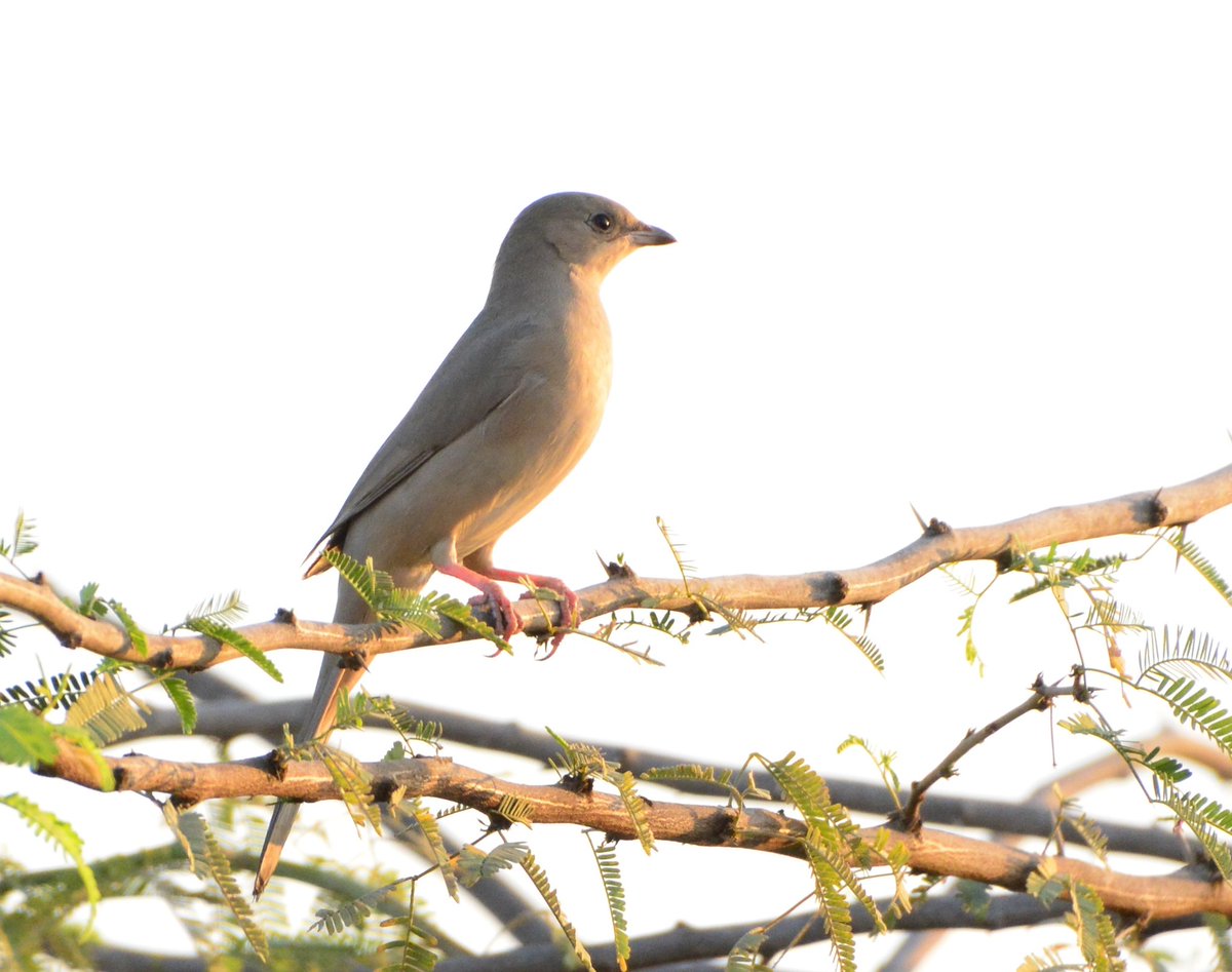 fcozdal's tweet photo. Our usual winter visitors, Hypocolius seen many at Jasra. #BirdsofBahrain #birdwatching #BirdsSeenIn2021 https://t.co/80fBPBvrBt