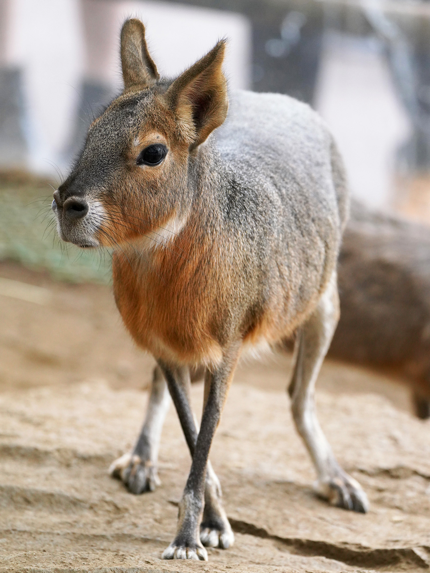 モンチッチ　まとめて　指吸　うさぎ　ネコ　ネズミ モンチッチ まとめて 指吸 うさぎ ネコ ネズミ モンチッチまとめ