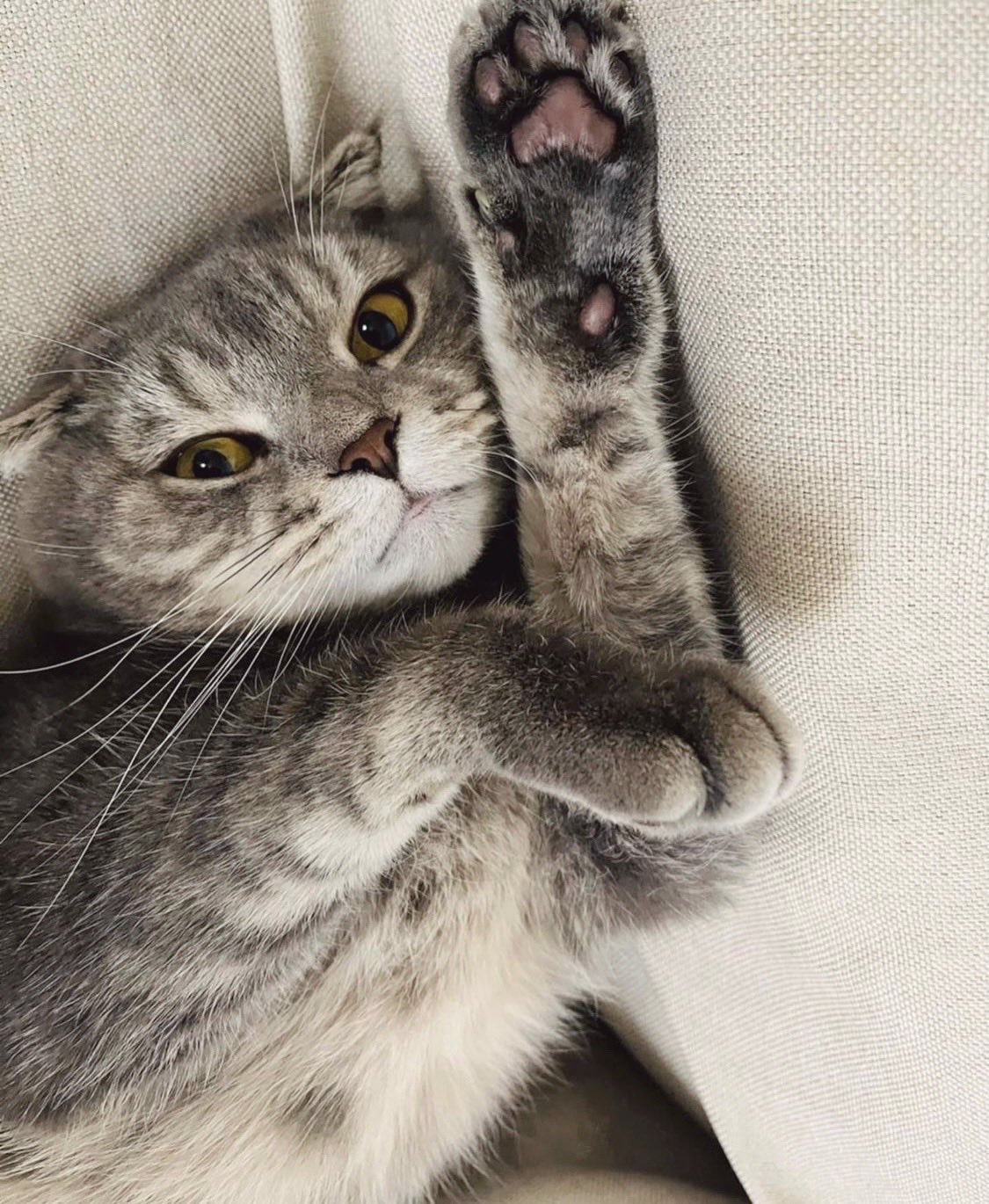 まんまる猫 Twitter Search Twitter