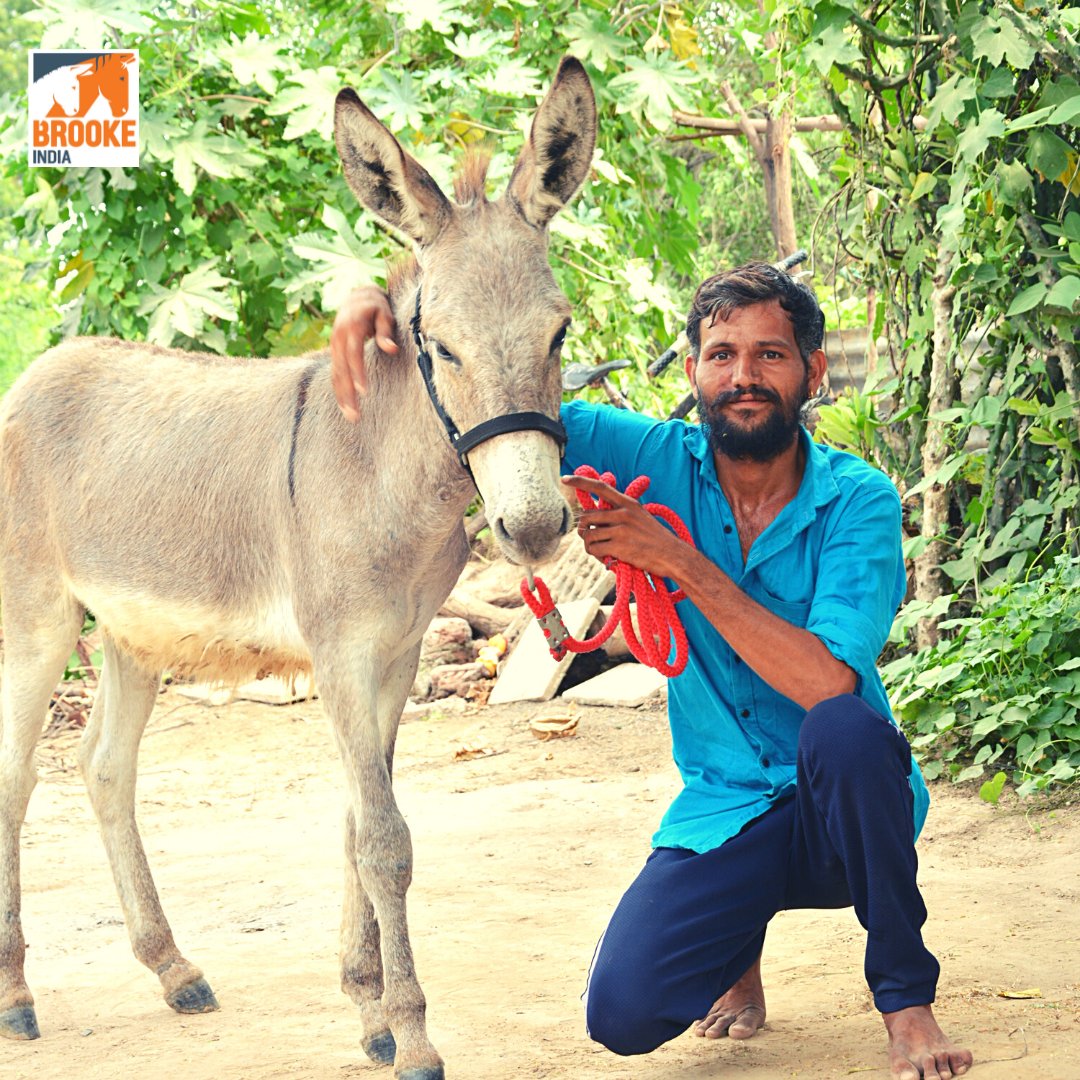 BrookeIndia1's tweet photo. Until one has loved an animal a part of one's soul remains unawakened -Anatole France
#BrookeIndia #AnimalWelfare #AnimalHealth #ProudtobeBrooke #CompassionateHandling https://t.co/aPlRNFu6cs