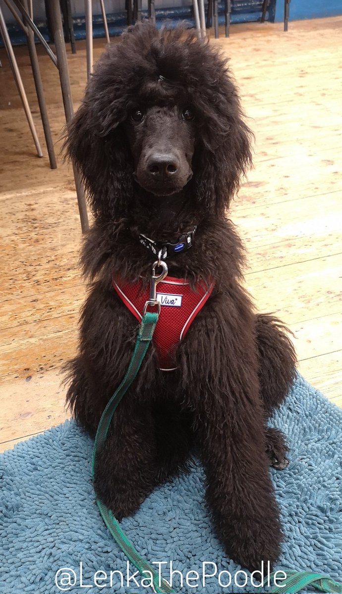 I went to dog club last night &amp; was mostly well behaved 😁 I get excited by the other dogs moving so can be a brat sometimes apparently...
#StandardPoodle #Poodle #Puppy #DogsOfTwitter