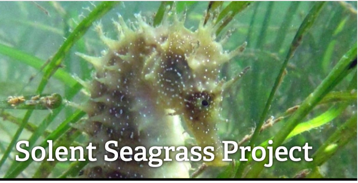 #Seagrass can store carbon 35 times faster than rainforests making it a natural solution to #ClimateChange. So, a huge shoutout to the #SolentSeagrassProject who are studying local seagrass locations in the UK to learn how to preserve them. hiwwt.org.uk/solent-seagras…