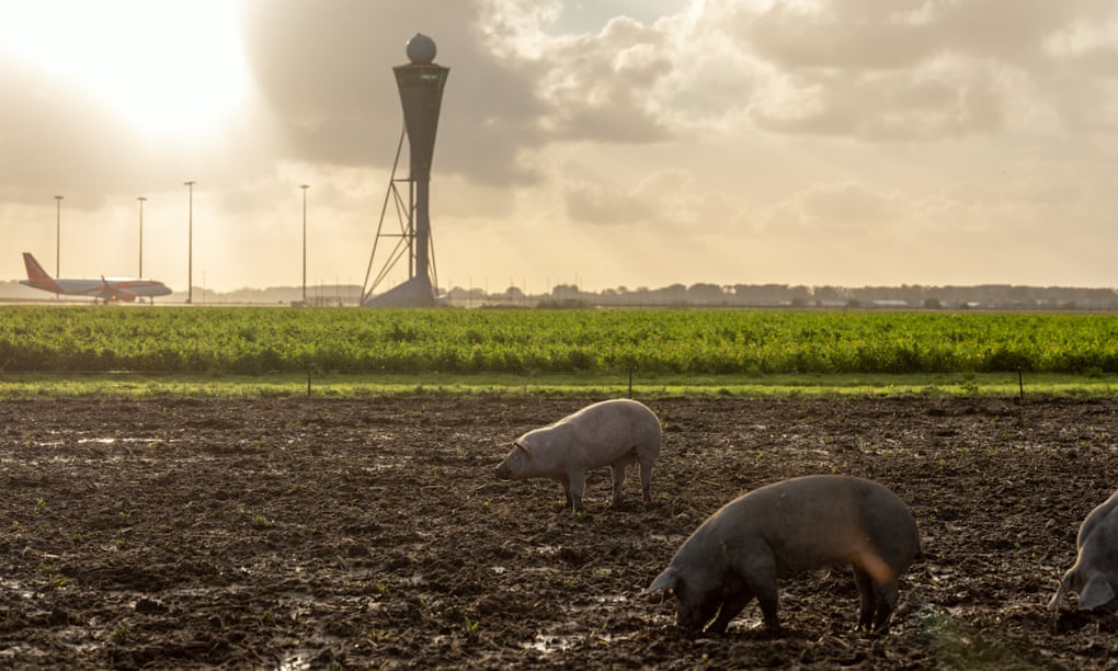 Fw: [新聞] 讓豬豬吃甜菜追鵝 荷蘭機場護飛安推新招