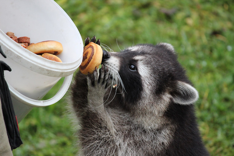 raccoonhourly's tweet photo. https://t.co/Se7etKvRA4