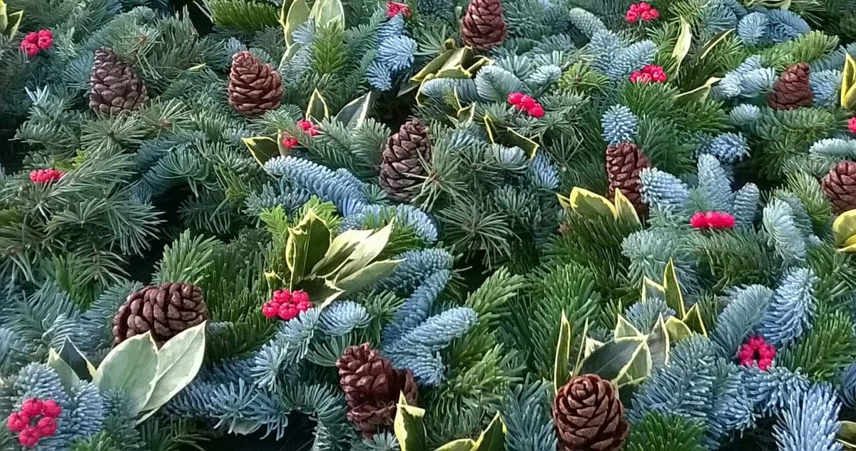 Darwin Nurseries (@darwinnurseries) on Twitter photo Good morning #Cambridge  the count down to Christmas๐has begun here <a href="/DarwinNurseries/">Darwin Nurseries</a>  <a href="/CPFT_NHS/">CPFT</a>  a lovely selection of Christmas trees and wreaths arrived yesterday , we have potted and cut trees. Follow the signs to the greenhouse ๐#farmshop #shoplocal
#Christmas Good morning #Cambridge  the count down to Christmas๐has begun here <a href="/DarwinNurseries/">Darwin Nurseries</a>  <a href="/CPFT_NHS/">CPFT</a>  a lovely selection of Christmas trees and wreaths arrived yesterday , we have potted and cut trees. Follow the signs to the greenhouse ๐#farmshop #shoplocal
#Christmas