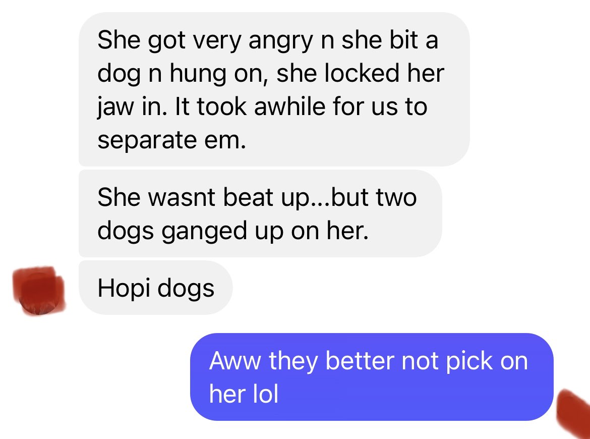 SitolCarr's tweet image. Ha my mom said two Hopi rez dogs tried to gang up on Ari. Lol jus assigned them a tribe 🤦🏻‍♀️. #rezdogs