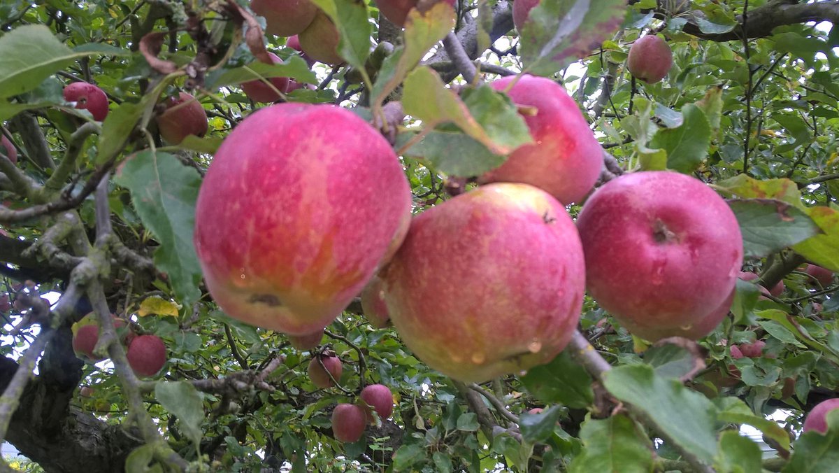 johnstirland's tweet photo. Looking forward to #planting another @400Pilgrim Apple tree tomorrow #Thanksgiving for @NottsCC at County Hall. @fizzingawhizbee @PilgrimRoots @SallyOutram @BBCNottingham https://t.co/KB1XWHYAUf