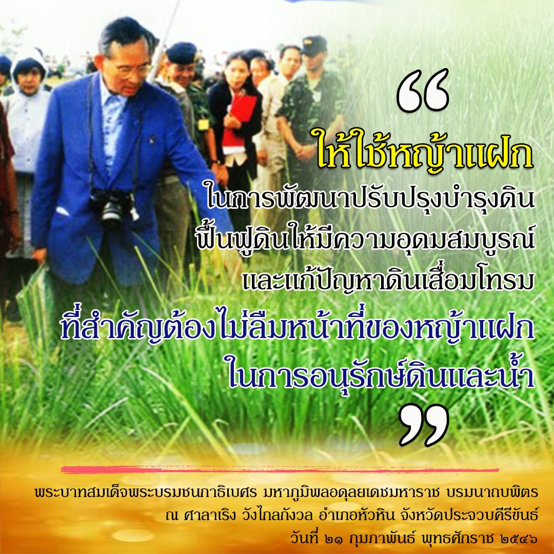 pintong2j's tweet photo. พ่อให้ใช้หญ้าแฝกปรับปรุงดิน บำรุงดิน
#หญ้าแฝก
#ในหลวงฟื้นดินประชาชนฟื้นชีวิต 
#แผ่นดินทอง https://t.co/UT95fiSjOJ