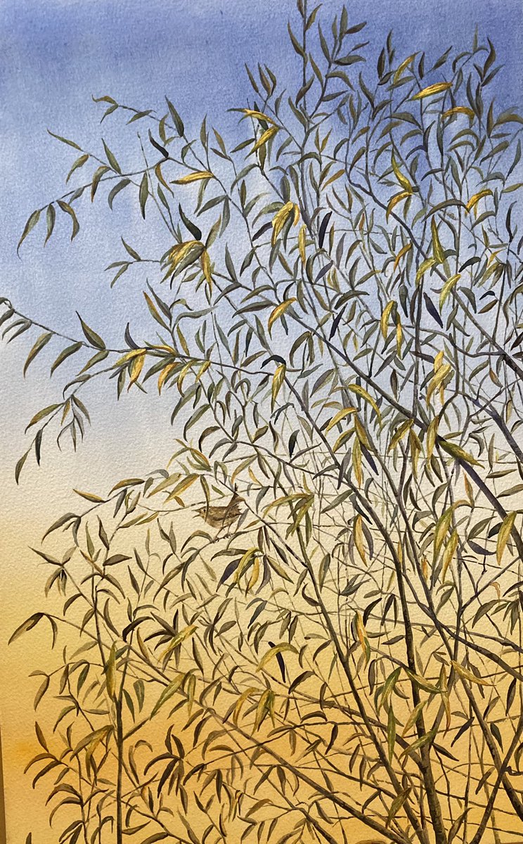 RonnyLoxton's tweet photo. Morning!
Watercolour. 
Willow, wren, dawn. 
@OxonArtweeks https://t.co/156Ls2Ykxx