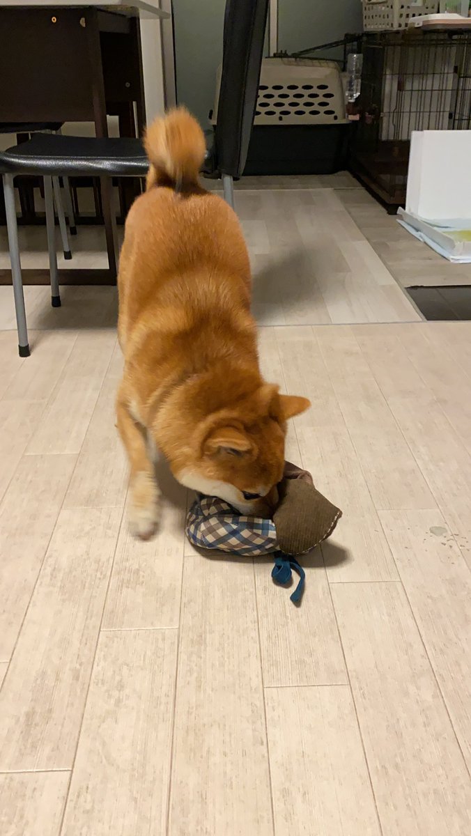 shibainukojirou's tweet photo. 今回もありがとうございました🙇‍♂️
帽子��被ってくれず😅振り回したり、鼻を突っ込んでみたりして遊んでいました😊
＃doggybox
＃ドギボ
＃pr
＃柴犬 https://t.co/WJdX4gujas