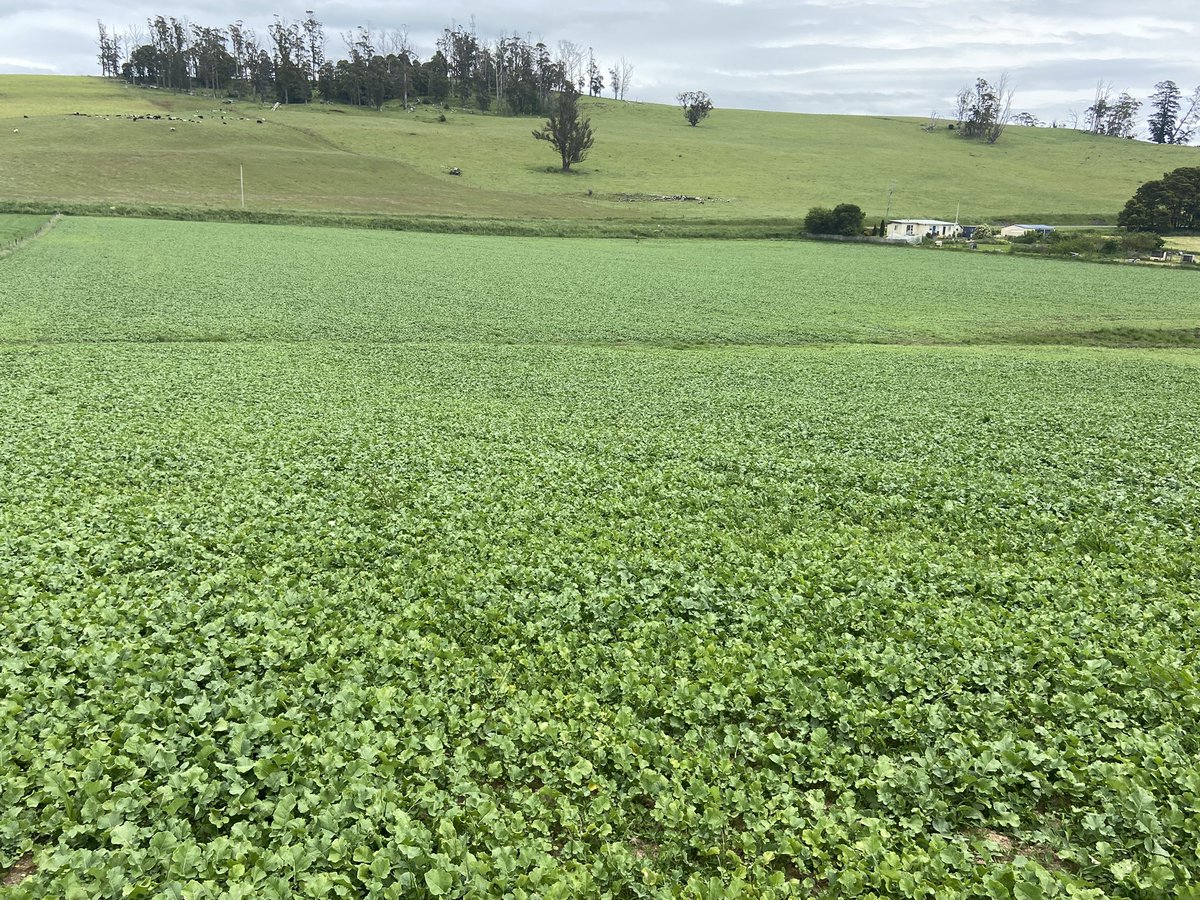 dsquibb2312's tweet photo. Although it has been too wet for a number of #forage #brassica crops to be sown in #Tasmania this spring, crops sown early are doing well. This #Pallaton #Raphanobrassica was #sown at a higher rate as a precaution, but has #germinated very well. @PGGWrightson_AU @RedMeatUpdates https://t.co/Mlr7465fvT