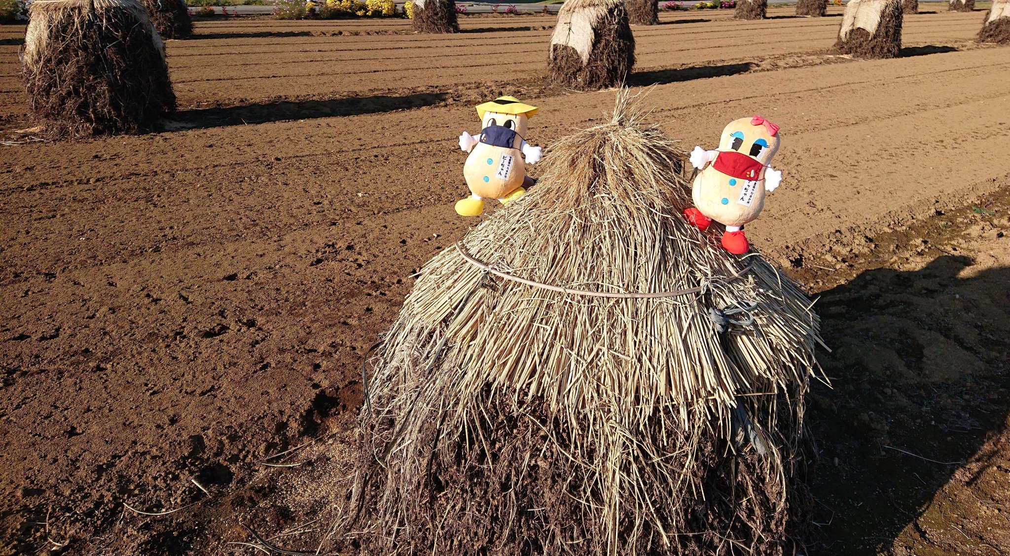 千葉県八街市 公式 ぼっち探し ナッちゃんと一緒にぼっち 落花生の野積み 探しにいってきたよ この風景が見られるのも今年残りわずか 今のうちに目に焼き付けておかなくちゃ 僕たちがつけてるマスクもぼっち仕様なんだ ピーちゃんナッ 千葉県八街市 公式 ぼっち探し ナッちゃんと一緒にぼっち 落花生の野積み 探しにいってきたよ この風景が見られるのも今年残りわずか 今のうちに目に焼き付けておかなくちゃ 僕たちがつけてるマスクもぼっち仕様なんだ ピーちゃんナッ