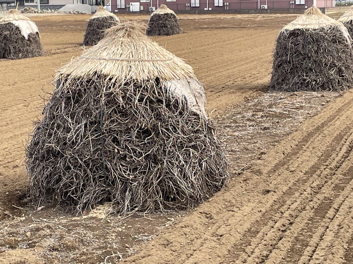 千葉県八街市 公式 ぼっち探し ナッちゃんと一緒にぼっち 落花生の野積み 探しにいってきたよ この風景が見られるのも今年残りわずか 今のうちに目に焼き付けておかなくちゃ 僕たちがつけてるマスクもぼっち仕様なんだ ピーちゃんナッ 千葉県八街市 公式 ぼっち探し ナッちゃんと一緒にぼっち 落花生の野積み 探しにいってきたよ この風景が見られるのも今年残りわずか 今のうちに目に焼き付けておかなくちゃ 僕たちがつけてるマスクもぼっち仕様なんだ ピーちゃんナッ