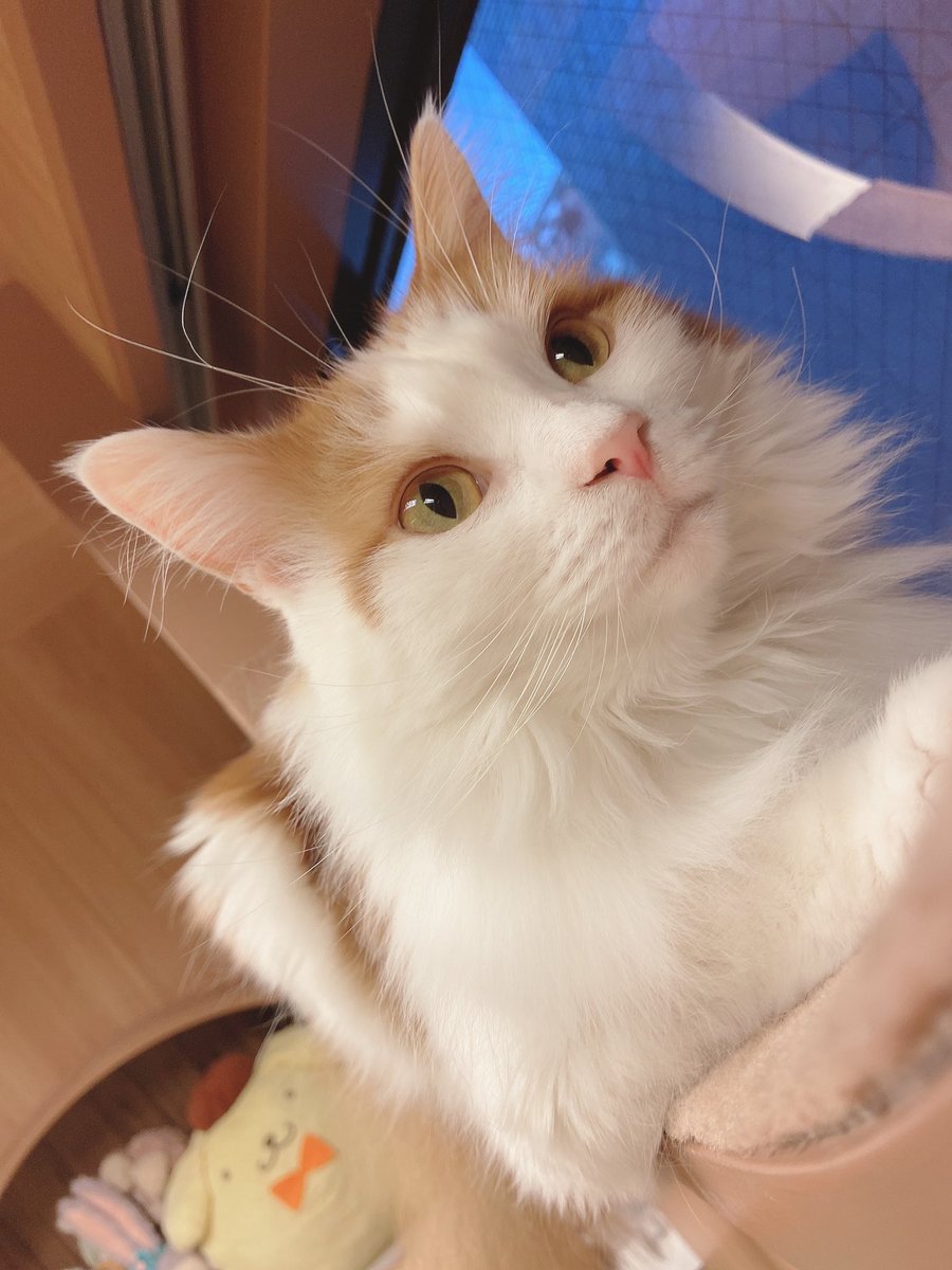 僕と猫。 秋葉原店 スタッフ (@staff_bokuneko) / Twitter