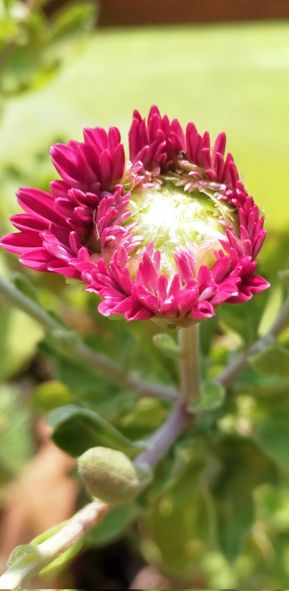 MissSharadSingh's tweet photo. Chrysanthemums | Sevanti | Guldaudi | Photo by Dr (Ms) Sharad Singh
#NaturePhotography #nature #photography #DrSharadSingh #drsharsdsingh #miss_Sharad #horizonphotography #naturephotographer
#natgeophotography
#biodiversity #Guldaudi
#Chrysanthemums #Sevanti https://t.co/DS6Xp0TqjR
