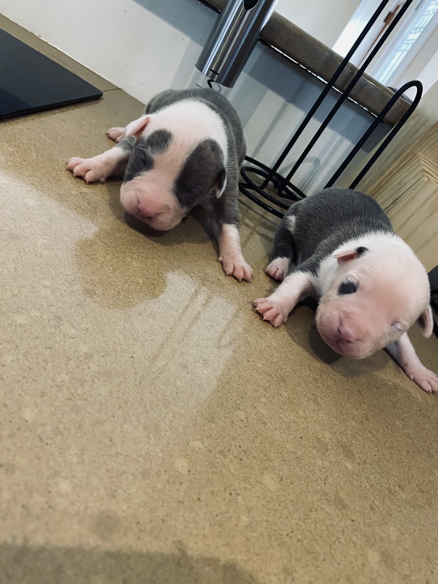 michaelbarnes23's tweet photo. 14 days old 💜 https://t.co/4AN2IWfUnZ